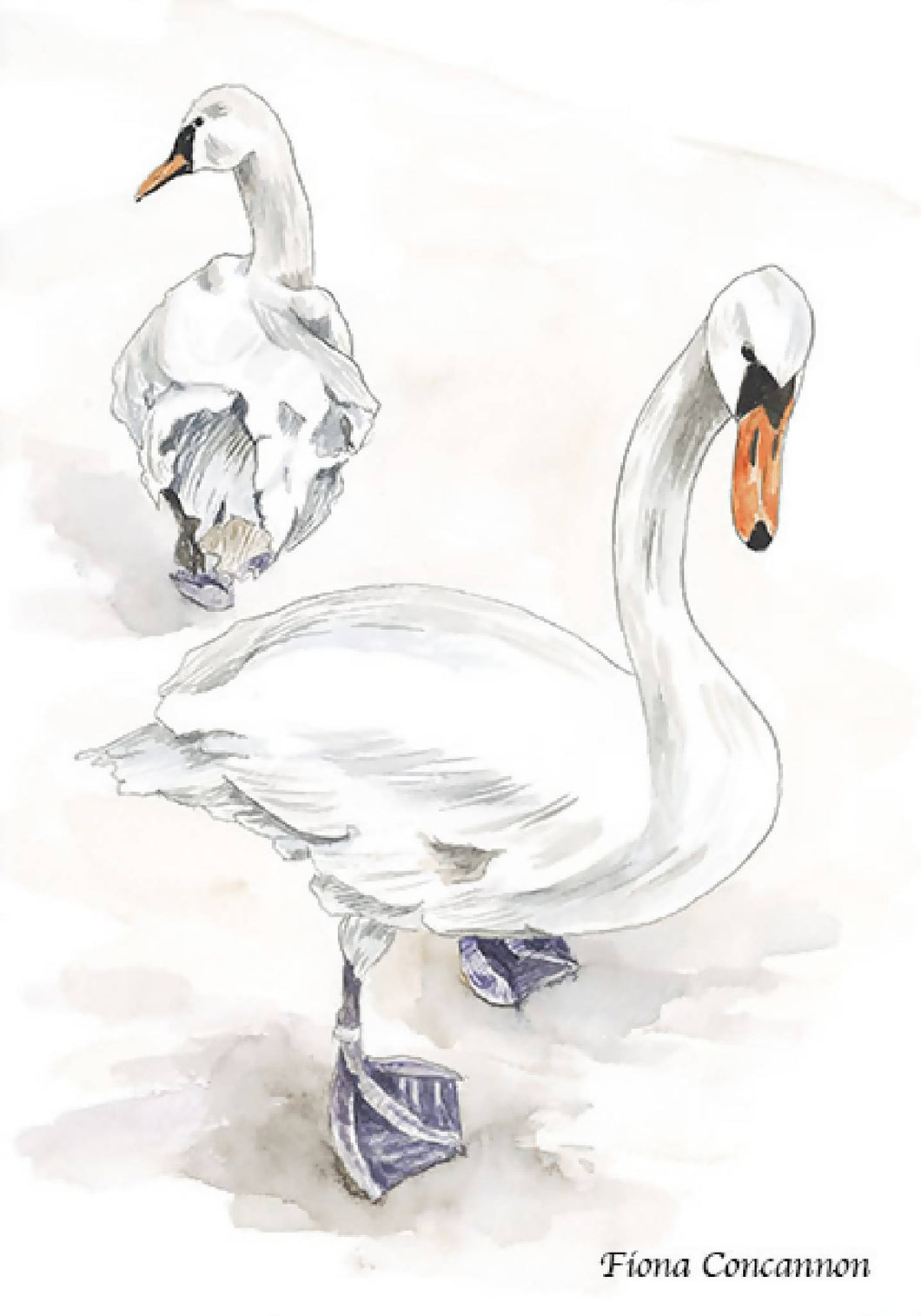 Swans - Fine Art Print