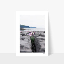 Load image into Gallery viewer, Sea Pinks | Doolin
