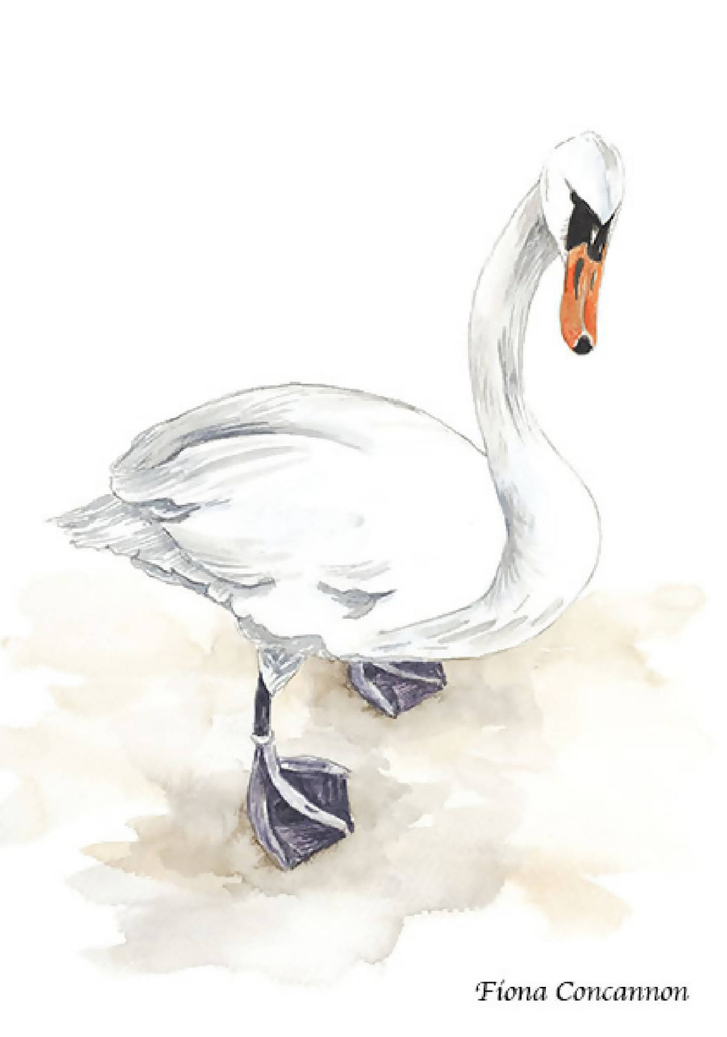 Claddagh Swan - Fine Art Print