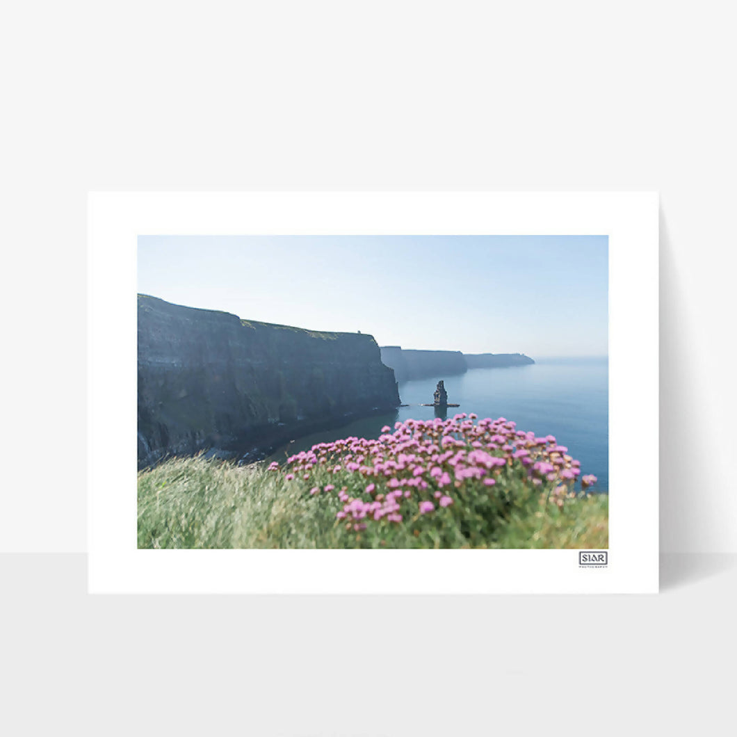 Cliffs of Moher Sea Pinks