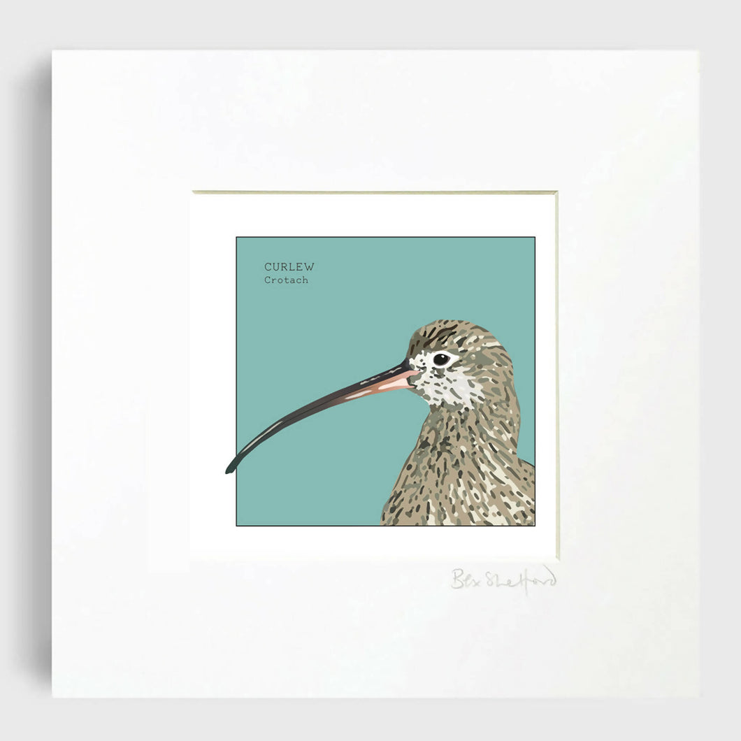 NEW Seabird Print: Curlew